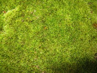 Moss (Bryophyta) growing in a nature reserve (Photo by Andrew Bossi via Creative Commons)