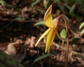 Yellow Trout Lily (Erythronium americanum) in Guelph, Ont. (Photo by Ryan Hodnett, via Creative Commons)