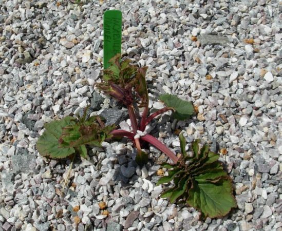 Newly plantred Incarvillea mairei hardy gloxinia (Photo by brewbooks, near Seattle, USA, via Wikimedia Commons