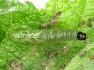Hydrangea leaftier larva (Photo from Diagnostic Laboratory, Crop Protection, Ministry of Agriculture, Fisheries and Quebec)