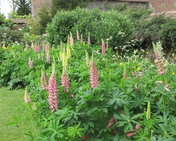 An amphitheatre of pink and yellow lupins surrounds the front entrance. “Christo loved pink and yellow,” Fergus Garrett told us. “It wasn’t a popular combination at the time.”