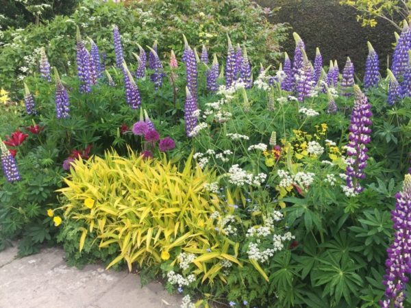 A deep border filled with rich, saturated colours of purple lupins and alliums, white Anthriscus sylvestris and a yellow variegated carex or sedge.