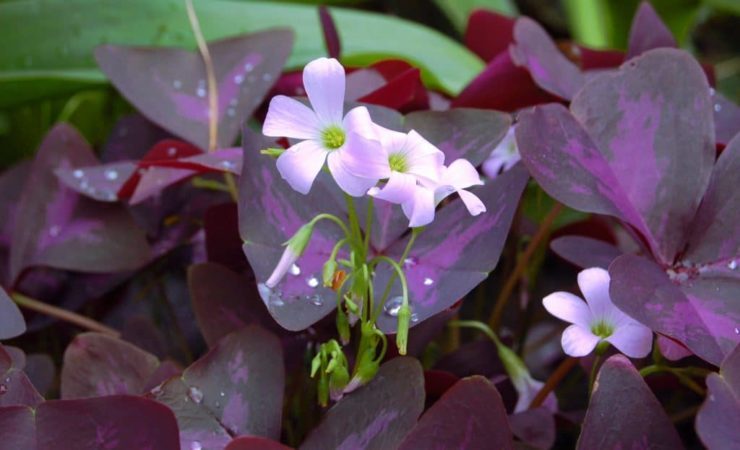 The purple shamrock (Oxalis regnelli) has dainty tubular flowers. (Photo by BS Thurner Hof via Wikimedia Commons)