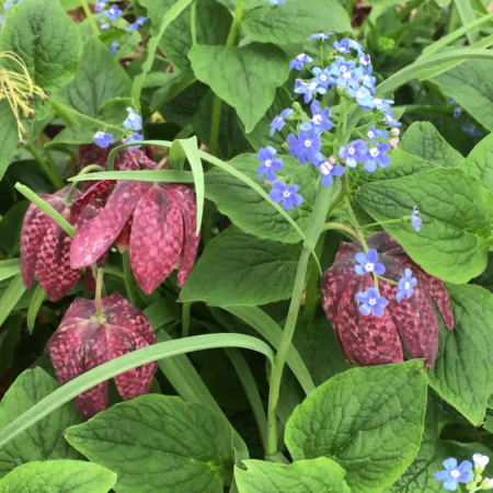 The rich colours of snake’s head fritillary and brunnera offer a spring surprise.