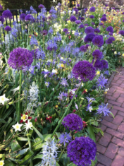Purple alliums, columbines and camassias fill a display border at Longwood Gardens in Pennsylvania.