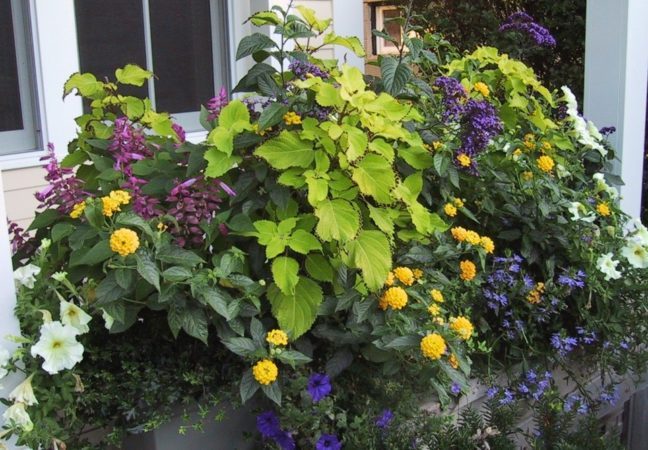 Yellow, lime, purple, white and mauve annuals brighten a porch planter. (Garden Making photo)
