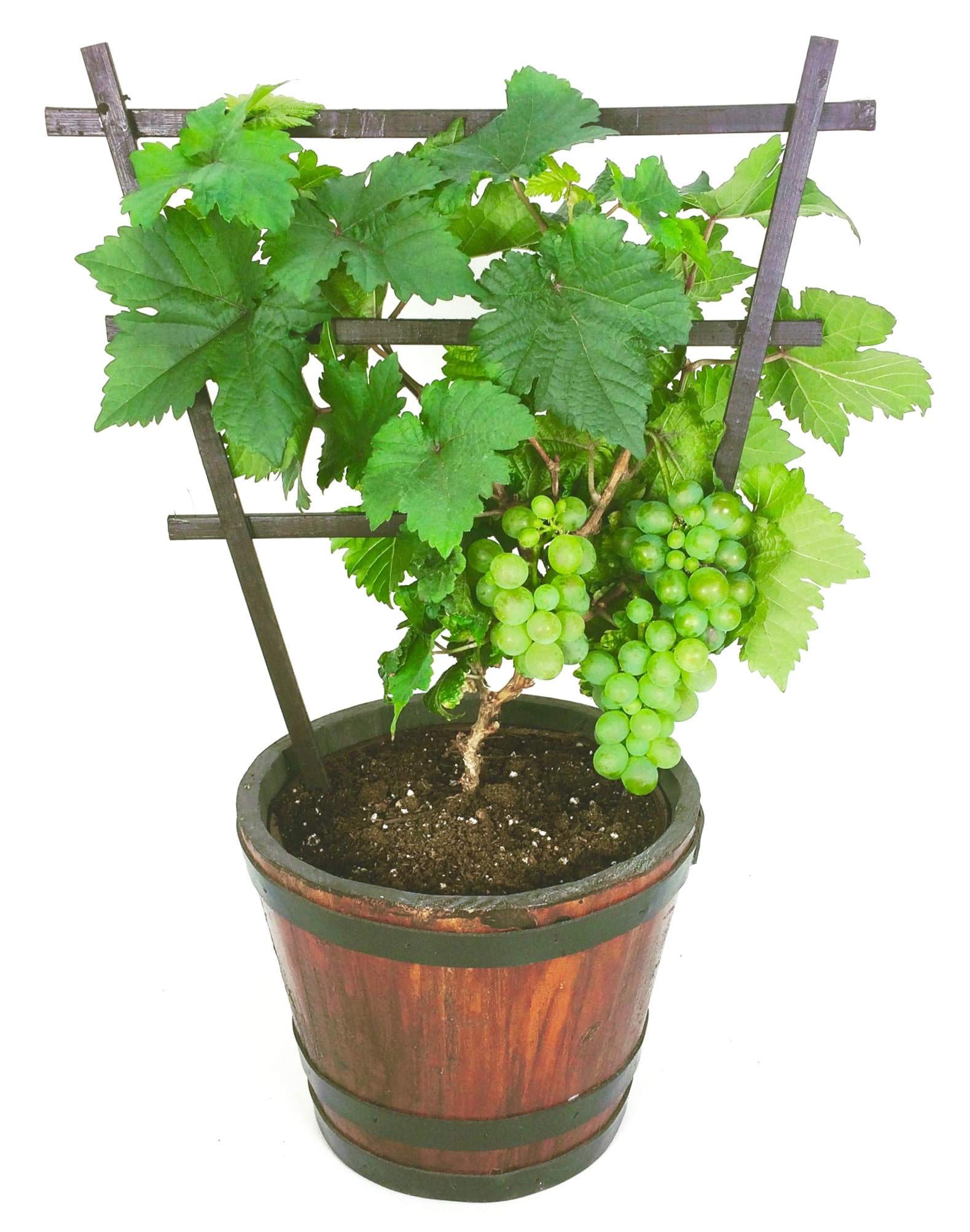 Pixie grapevine is tiny enough for a tabletop display. (Photo courtesy of Vineland Research and Innovation)