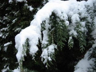 Evergreens are better prepared to tolerate late spring frosts — even snow — but the flower buds on deciduous trees might not fare as well.