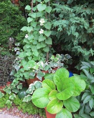 A selection of foliage plants with contrasting textures and shapes adds interest to a shady corner.