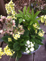 Yellow and white primroses paired with pink hellebores make a pretty spring container garden.