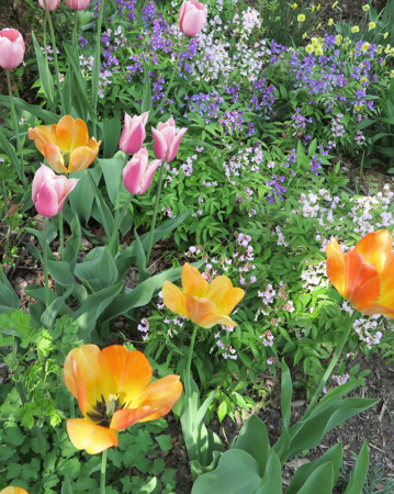 Mixed tulips and spring vetchling (Lathyrus vernus) in a perennial border. (Garden Making photos)