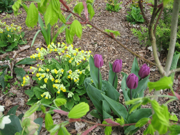 Bright yellow primulas highlight ‘Magic Lavender’ tulips.