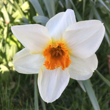 Daffodil on Garden Making Instagram by Gary Hall