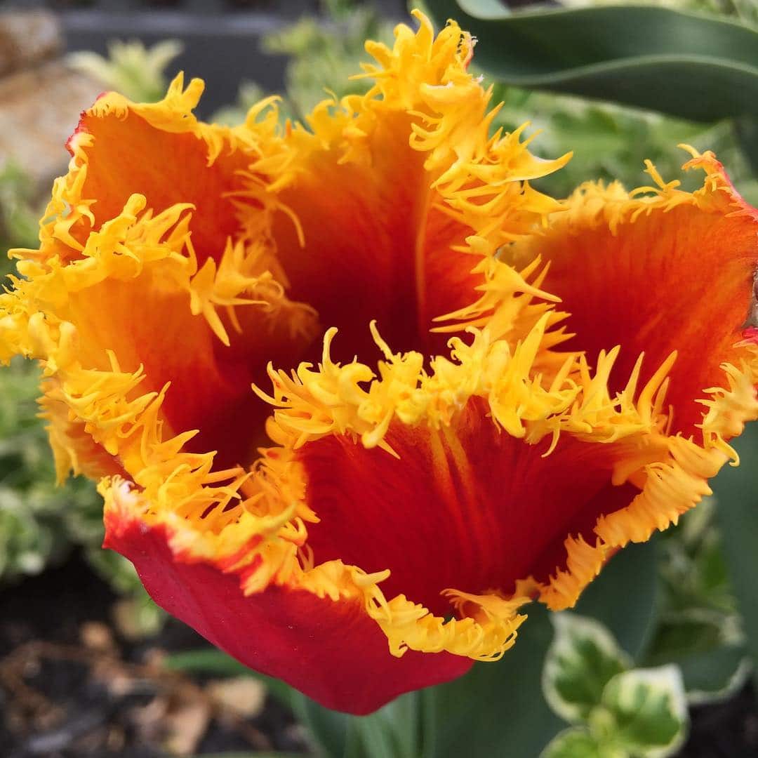 Fringed tulip on Garden Making Instagram by Gary Hall. For more inspiring images: Instagram.com/GardenMaking
