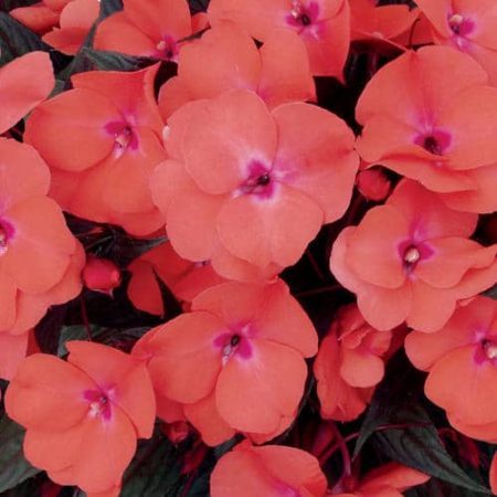New Guinea impatiens, such as Infinity Salmon from Proven Winners, is one type of impatiens resistant to downy mildew.