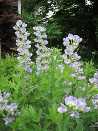 ‘Starlite’ baptisia blooms two weeks earlier than most other baptisias.