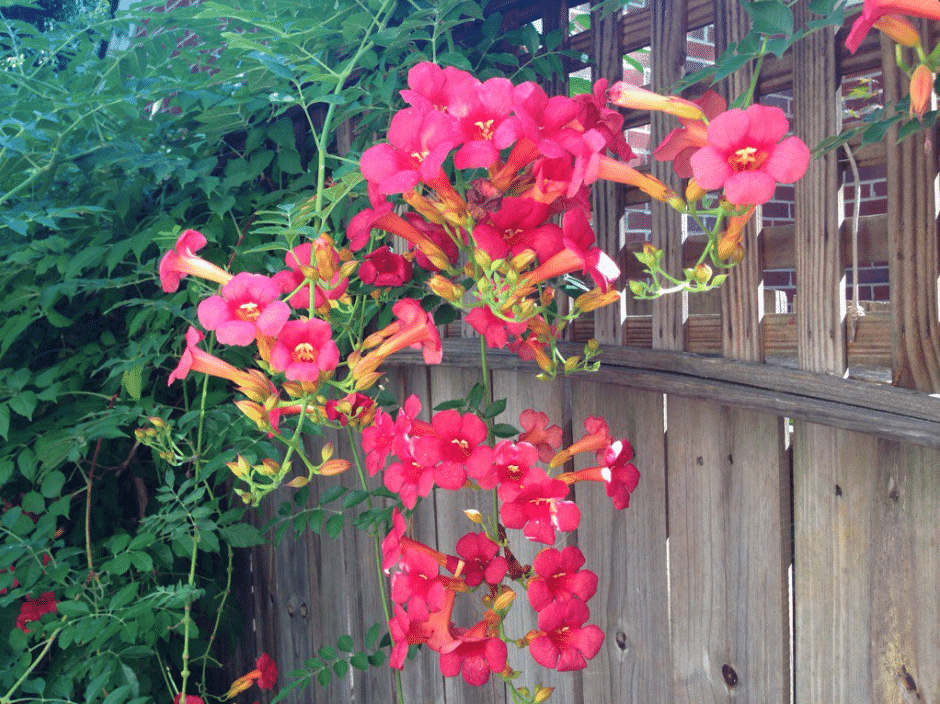 “No doubt this can be a thug, but ‘Lipstick’ trumpet vine is a hummingbird magnet in our garden,” says Allan Armitage. (Photos from his Twitter account)