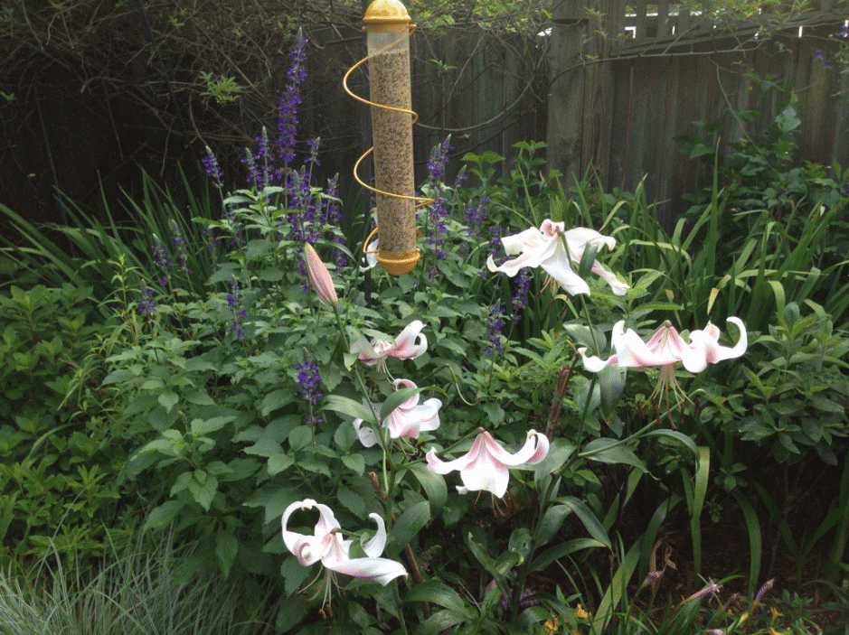 “Lily time at the Armitage garden. ‘Anastasia’ just keeps getting better,” Allan says.