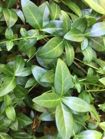 Periwinkle, although persistent, can be eradicated over time. (Photo by Garden Making)