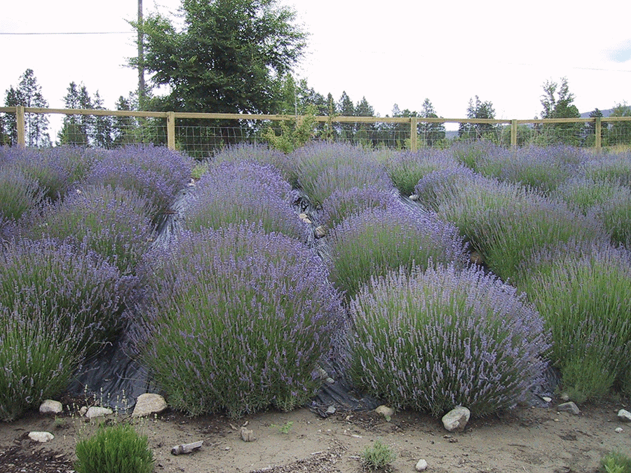 Lavender growing on a farm in the Okanagan Valley of British Columbia. (Garden Making photo)