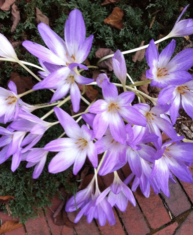 Colchicums are a welcome surprise in fall. (Garden Making photo)