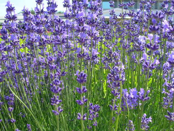 More home gardeners are growing lavenders such as English lavender (Lavandula angustifolia) for fragrance and culinary use. (Photo by Joanne Young)