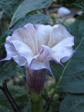 Brugmansias are often confused with datura, their herbaceous upright flowering cousins. (Photo by Wikipedia)