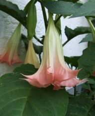 Brugmansias are showy tropical charmers that bring colour and a sweet scent to the garden. (Photo by Wikipedia)