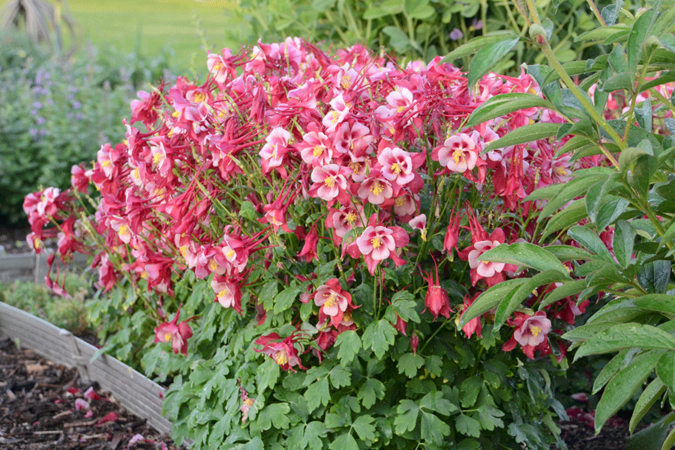 Columbines make an excellent addition to any perennial border. (Photo by Walter Gardens, Inc.)