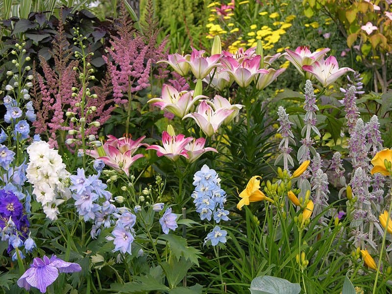 A perennial border filled with delphiniums, astilbes, lilies, daylilies and lamb’s ears. (Photo by Joanne Young)