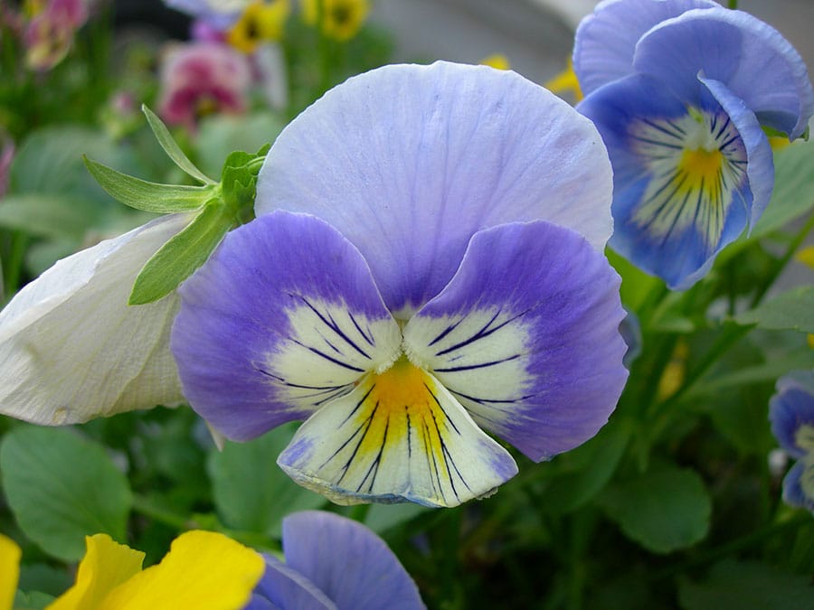 Pansies are cool-season plants, they like cooler temperatures, and so do their seeds.(Photo by Joanne Young)