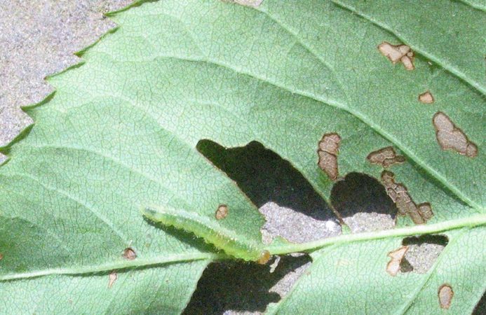 Rose slug damage (Photo by Wikipedia)