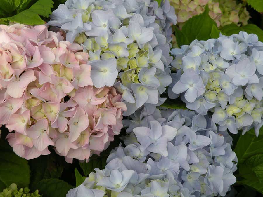 Hydrangea macrophylla flowers on old, second-year wood. (Photo by Joanne Young)