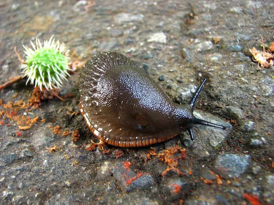 Troublesome slugs (Photo by Wikipedia)