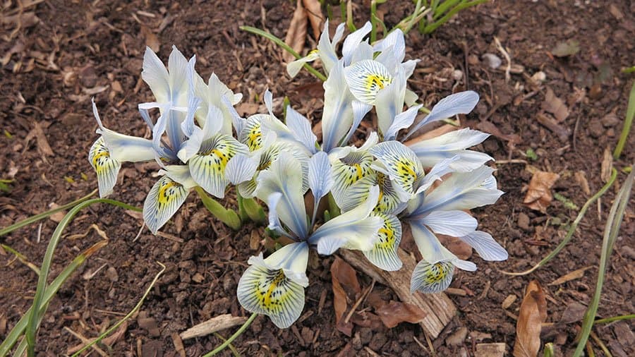Larry Hodgson’s favourite spring bulb is a small Iris reticulata called ‘Katharine Hodgkin’. (Garden Making photo)
