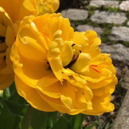 ‘Monte Carlo’ tulip is a vibrant yellow with abundant petals. (Photo by Kathy Renwald)