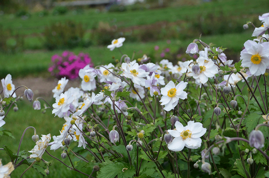 Anemones plants have tall flowers that dip and bob atop long, wiry stems. (Photo by Walters Gardens, Inc.)