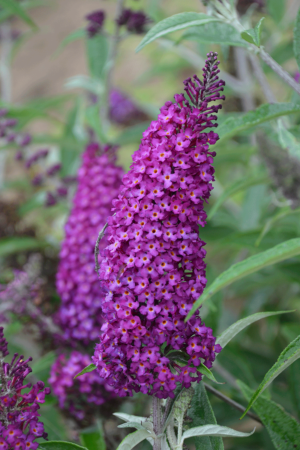 By midsummer, the branches of the ‘Magenta Munchkin’ butterfly bush will be bobbing up and down in the wind. (Photo by Walters Gardens, Inc.)
