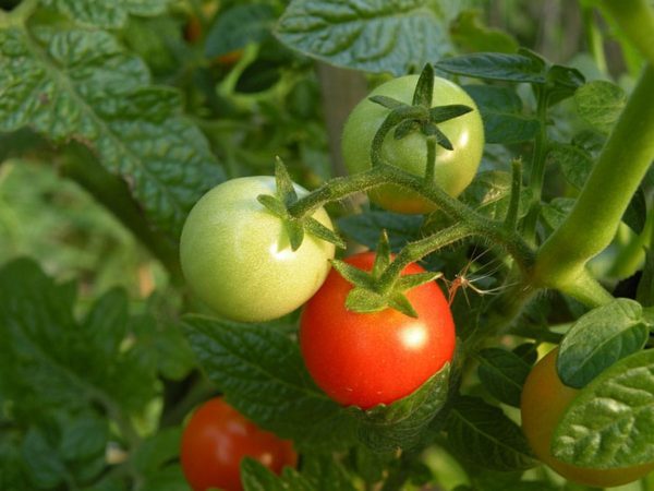 Start tomato seedlings indoors and keep plants consistently well watered. (Photo by Joanne Young)
