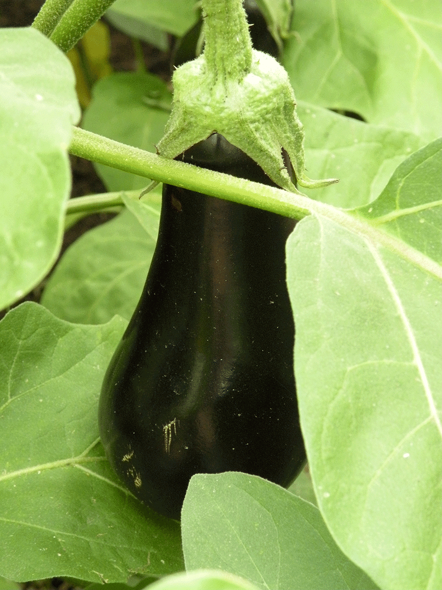 Eggplant skin should be smooth and glossy.  (Photo by Joanne Young