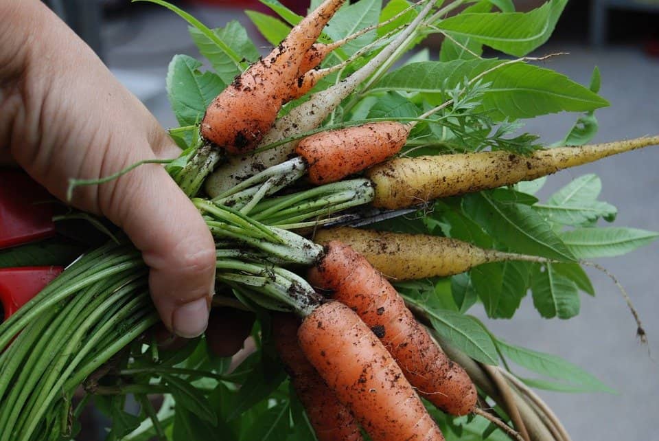 Homegrown carrots are so delicious they’re worth the extra effort required. (Photo by Pixabay)
