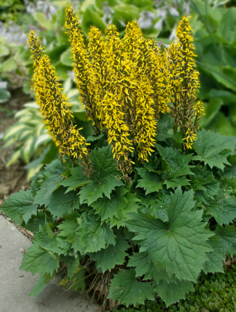 ‘The Rocket’ ligularia tolerates partial shade, but will grow more robustly in soggy soil and full sun. (Photo by Walters Gardens, Inc.)