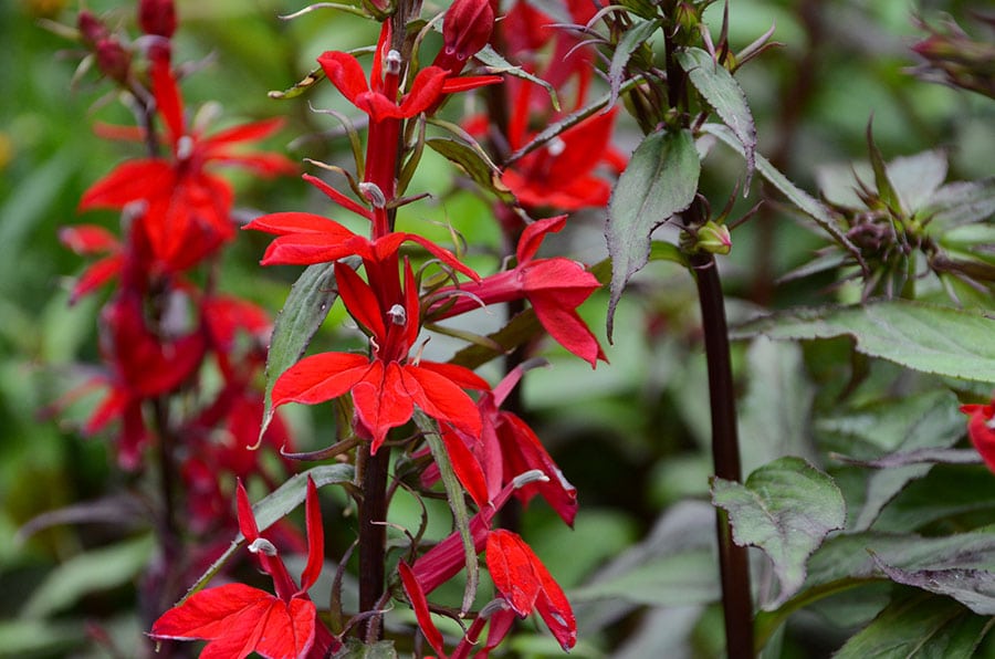 Cardinal flower (Lobelia cardinalis) survives in soggy soil and partial shade, but will grow more robustly in damp soil and full sun. (Photo by Walter Gardens Inc.)