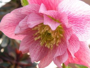 Hellebores grow well in dry, shady gardens. (Photo by Joanne Young)