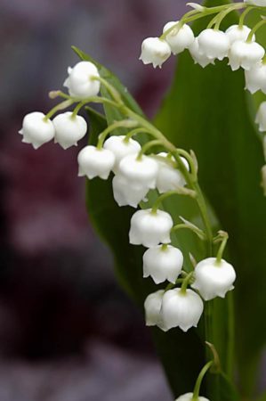 Lily of the valley is an excellent groundcover for dry shade, but it can get out of hand in more favourable conditions. (Photo by Walters Gardens, Inc.)