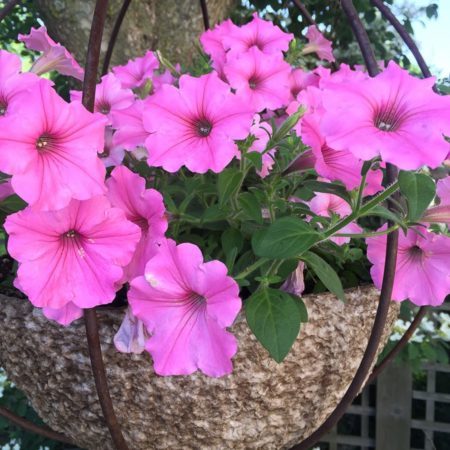 Vista Bubblegum Superpetunias give a pop of colour in hanging baskets and containers. (Photo by Garden Making)