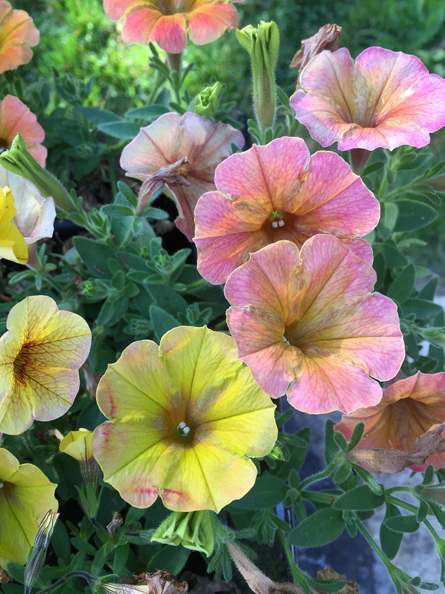 Honey Superpetunia blooms are iridescent yellow infused with shades of coral and pink. (Photo by Garden Making)