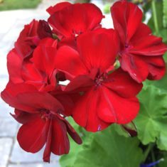 Cherry red ivy geraniums won’t shy away from intense sun and heat. (Photo by Garden Making)