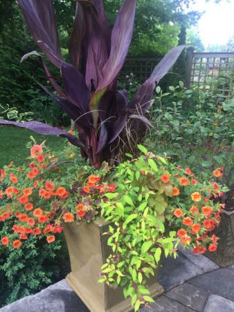 ‘Intrigue’ canna has long, narrow leaves originating from its base, which make the plant appear lush and full. (Photo by Garden Making)