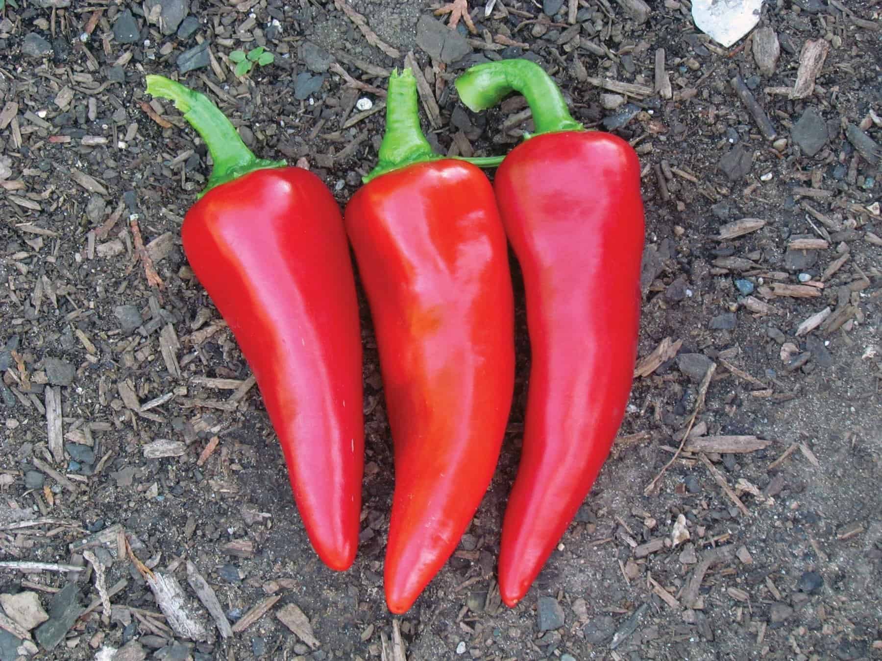 Flaming Flare pepper. (Photo by Stokes Seeds)